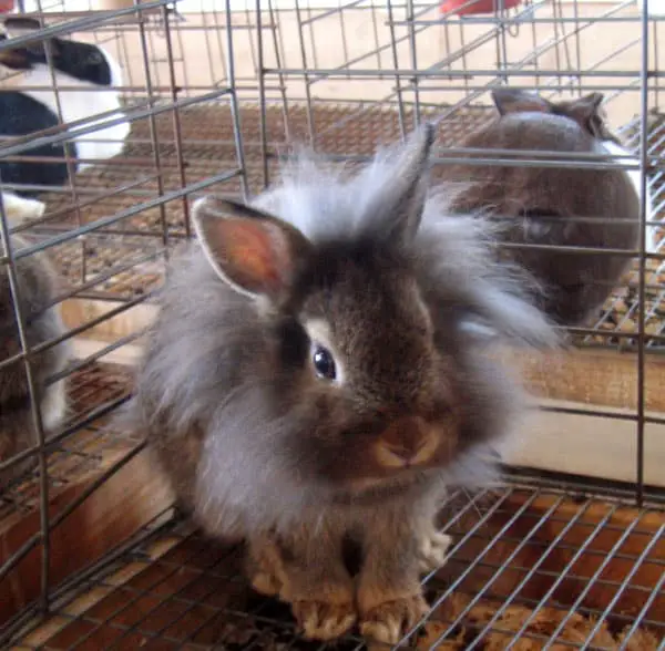 Lionhead rabbit