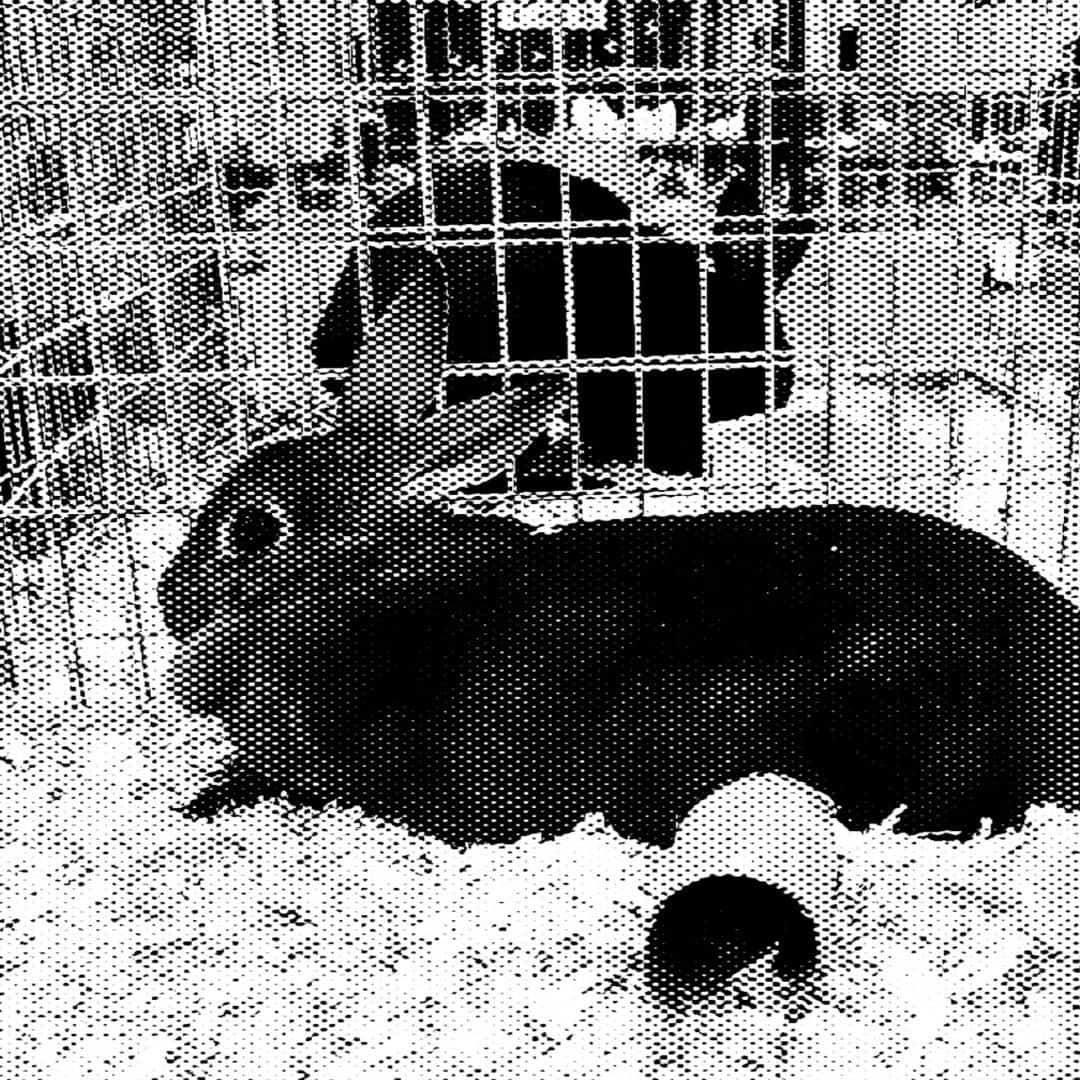 11 Tips For Putting Your Rabbit Up For Adoption Giving up your bunny.