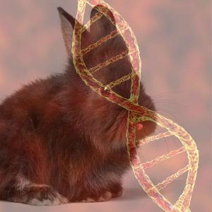 Dwarf Rabbits - The Ultimate Guide To Dwarfism In Rabbits