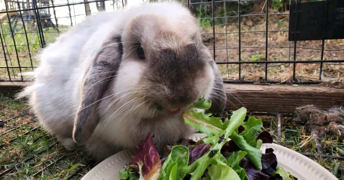 Rabbits Eating Human Food: The Good, The Okay, And The Dangerous