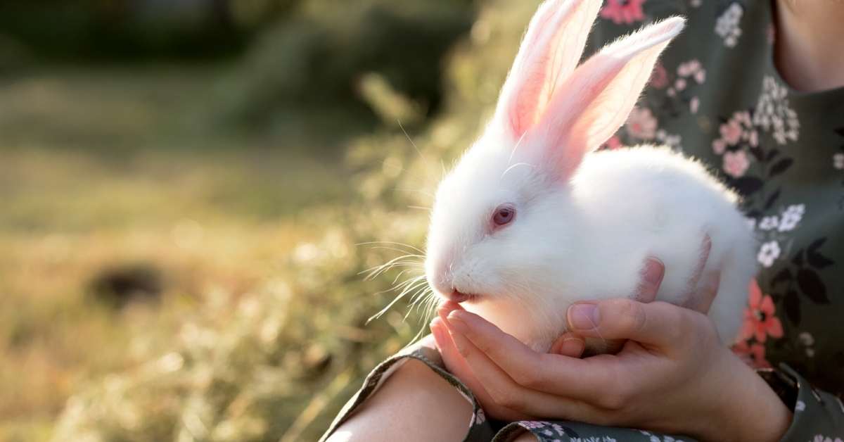 Do Rabbits Recognize Their Owners? 7 signs your bunny knows and likes you.