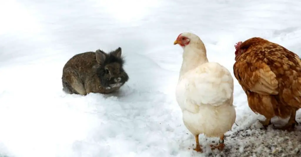 Rabbit with chickens in the snow