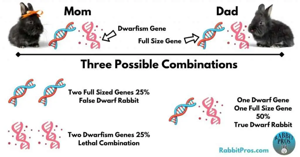 Dwarf Rabbits Genes
