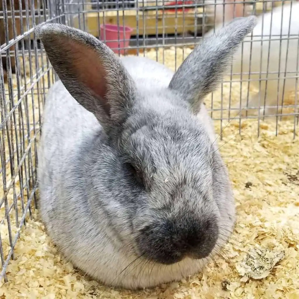 Rabbit Adoption Guide - Step-by-step guide, tips, and truths.