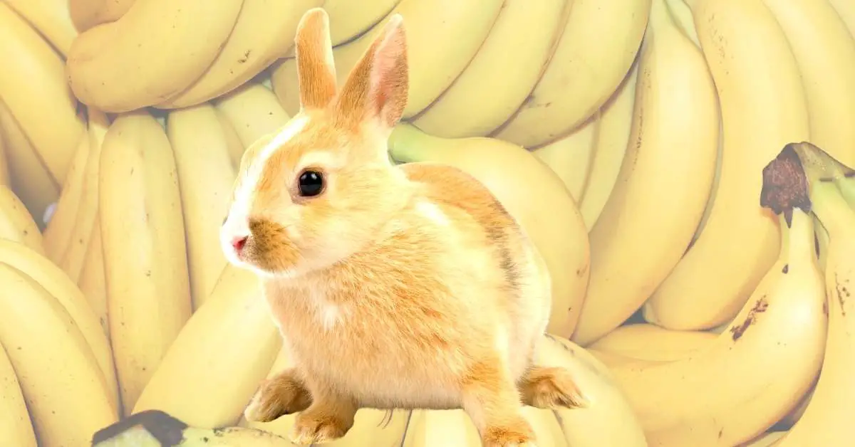 Can Rabbits Eat Bananas and Banana Peels The slippery truth.