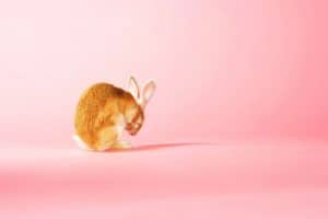 Pet Rabbit Smell? The truth about rabbit odor.