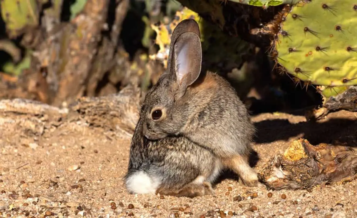 Pet Rabbit Smell? The truth about rabbit odor.