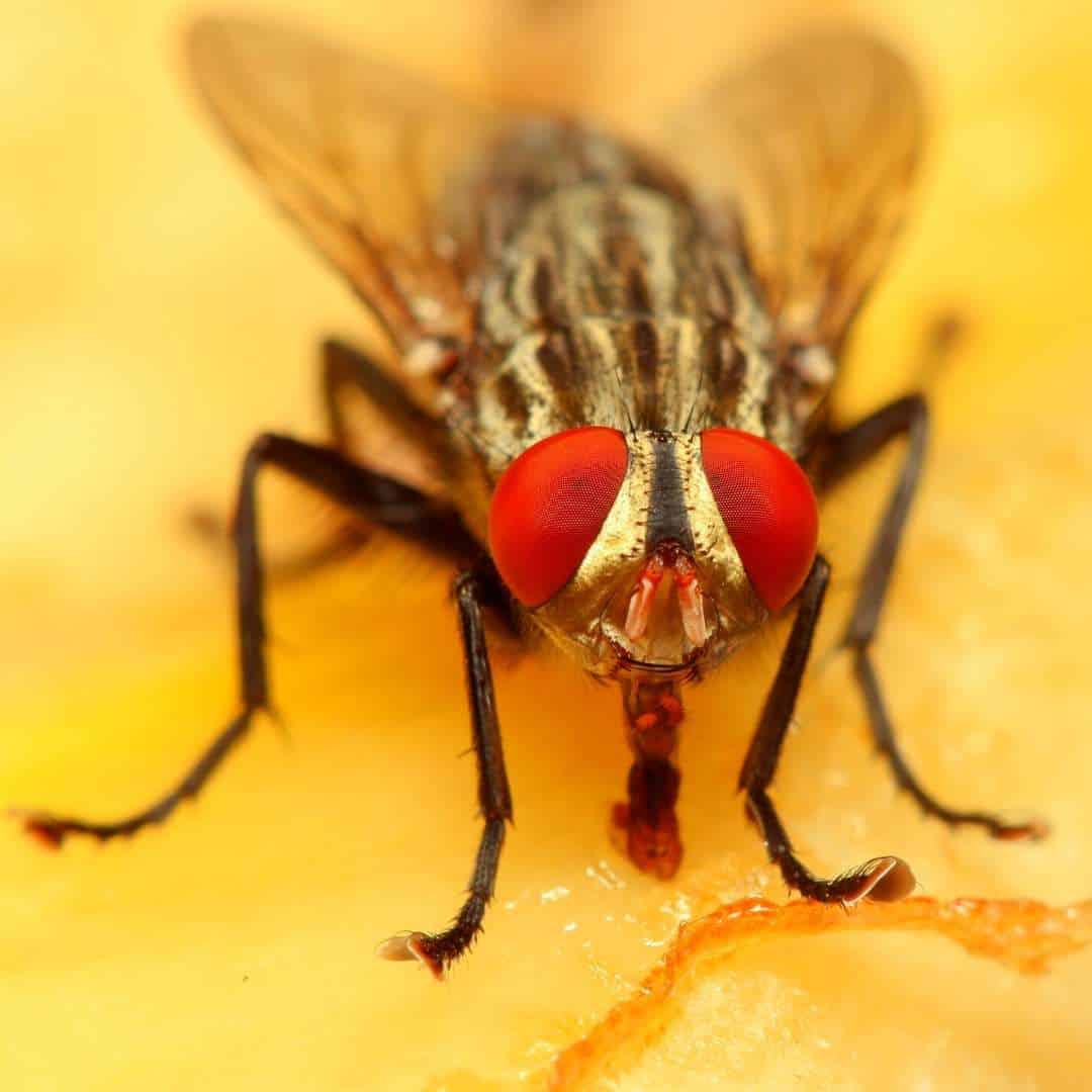 Flies & Rabbit Hutches How To Safely Get Rid Of Flies