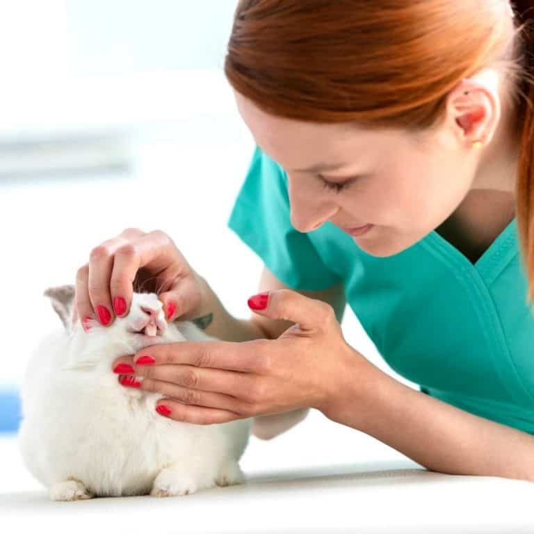 The Definitive Rabbit Teeth Guide.