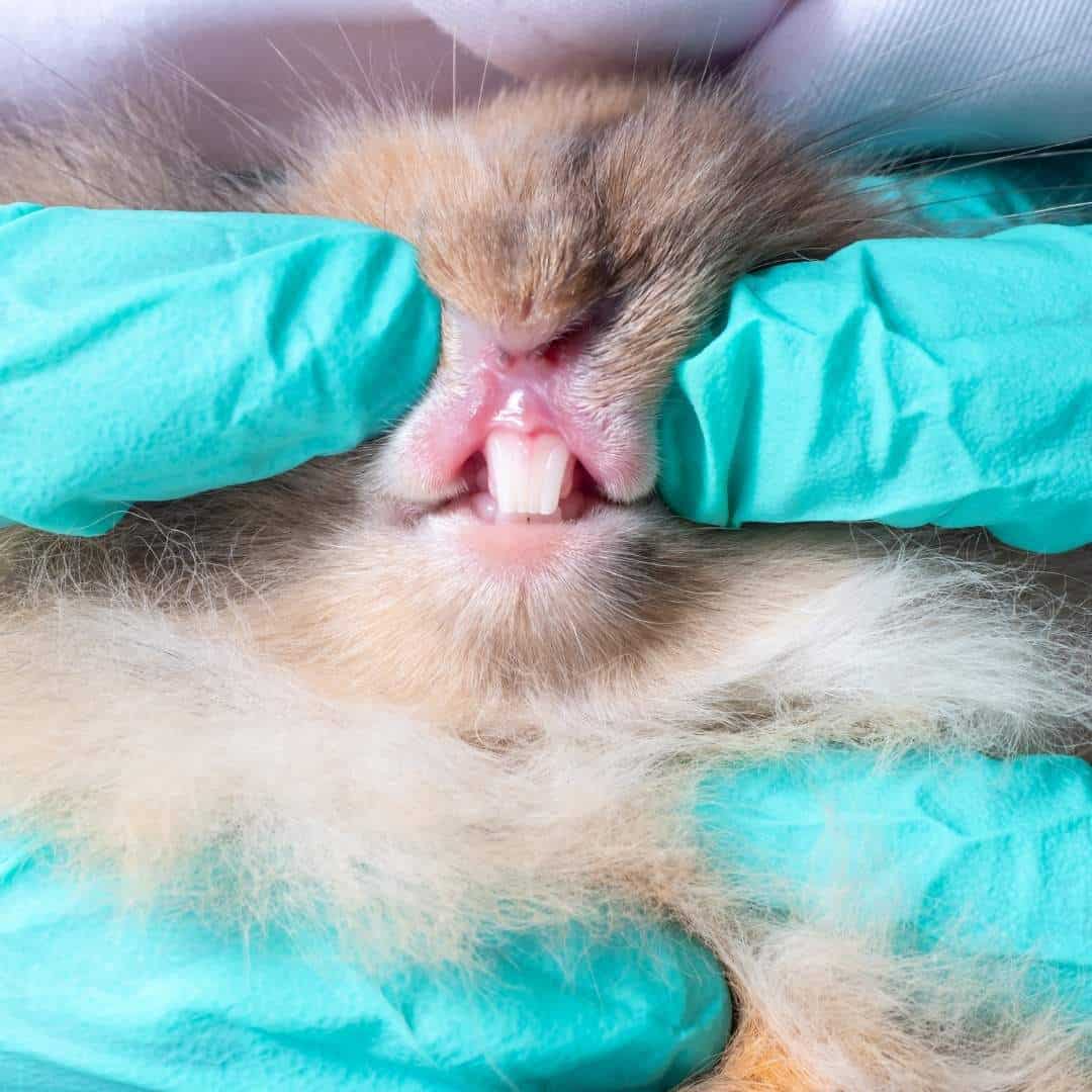 Teeth In Rabbit The Definitive Rabbit Teeth Guide.