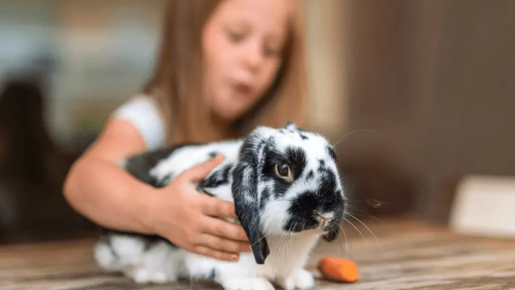 Image Of Holland Lop Rabbit