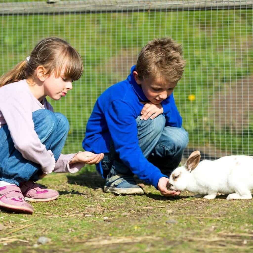 children's pet rabbit