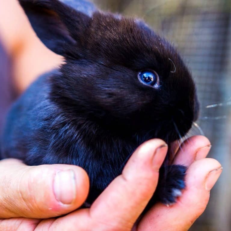Names For Black Rabbits - 436 Black Bunny Names.