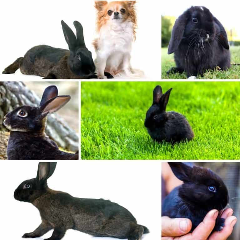 names-for-black-rabbits-436-black-bunny-names