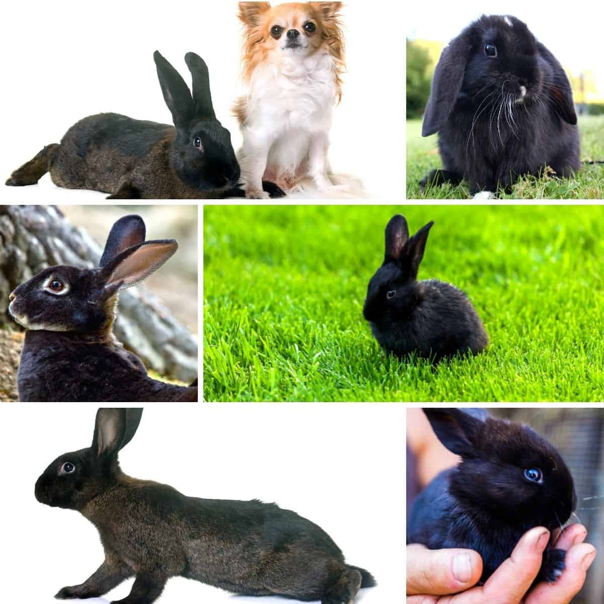 Names For Black Rabbits - 436 Black Bunny Names.