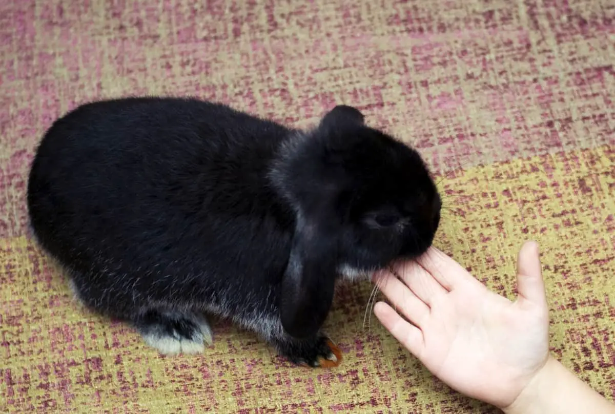 Pet A Rabbit How To Pet A Rabbit - 7 Tips For Petting A Bunny