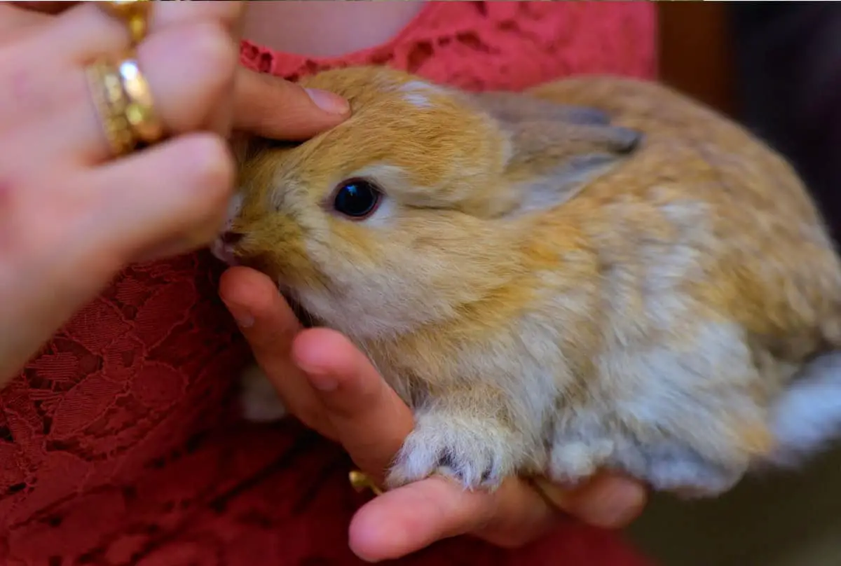 Pet A Rabbit How To Pet A Rabbit - 7 Tips For Petting A Bunny