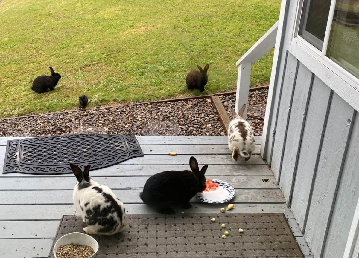 Free Range Pet Rabbits A story about domestic rabbits.