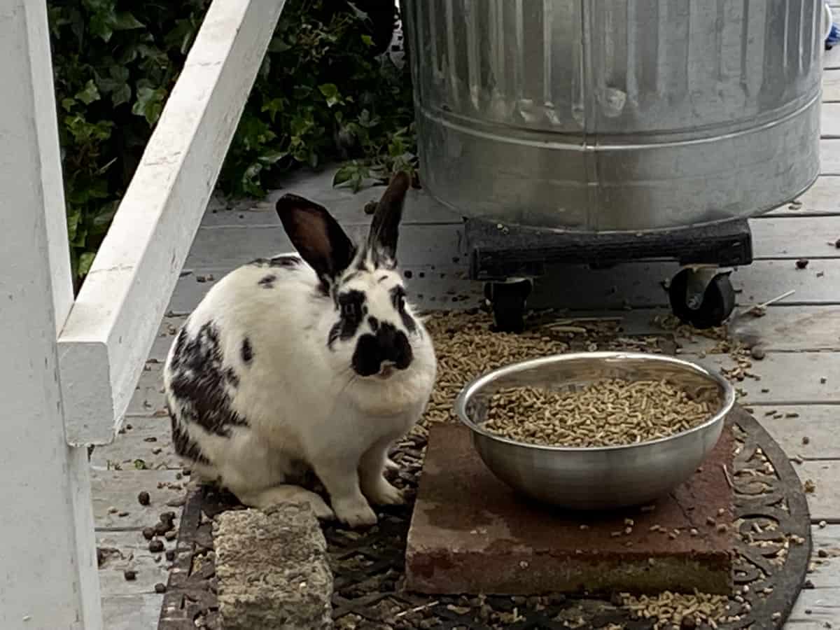 Free Range Pet Rabbits - A story about domestic rabbits.