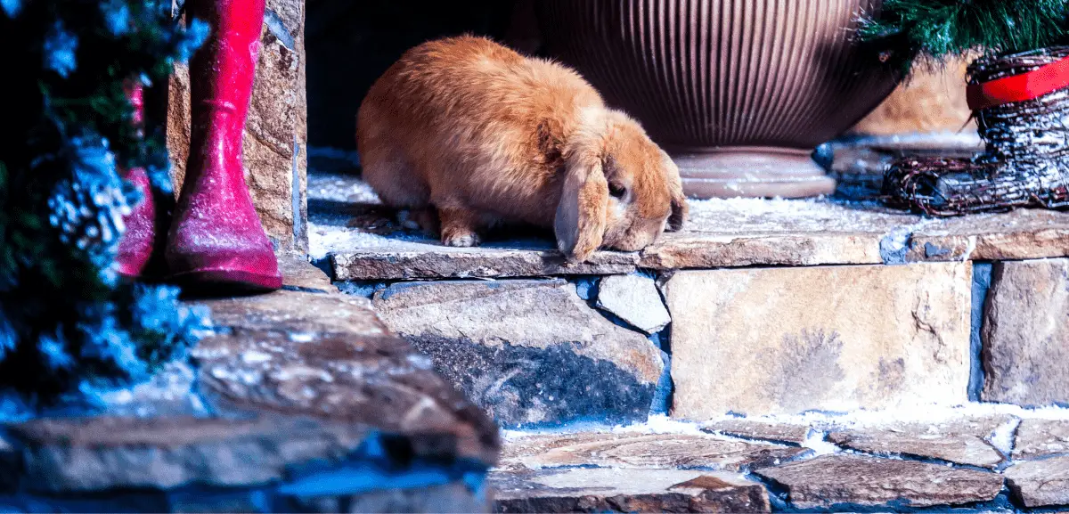 Rabbits And Stairs Can bunnies go up and down stairs safely?