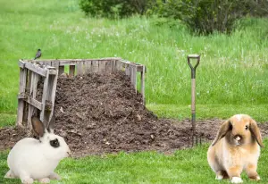How To Compost Rabbit Manure - A step-by-step guide.